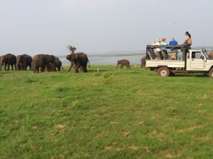 Minneriya safari tours (2)