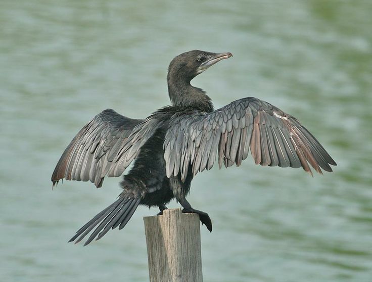 sri lanka birds