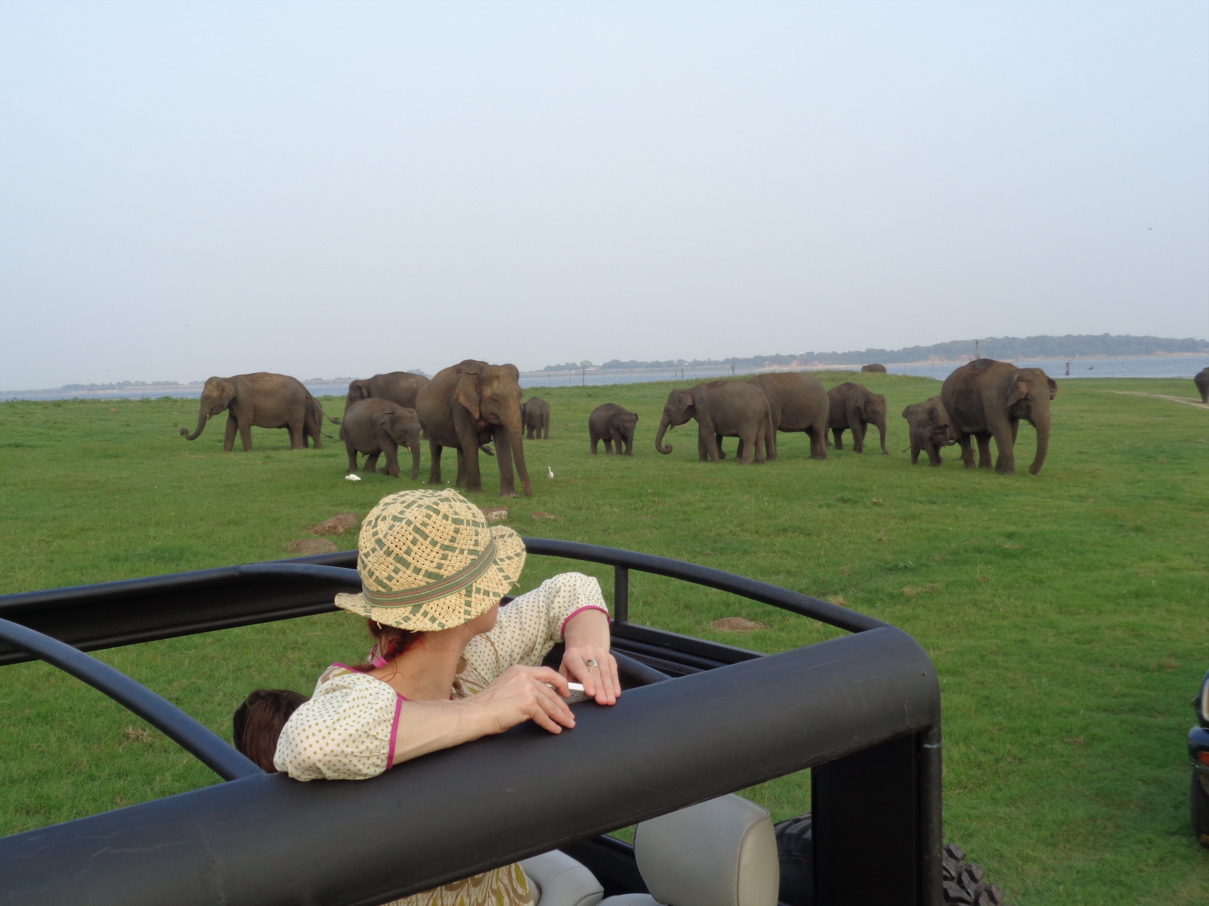 minneriya safari park