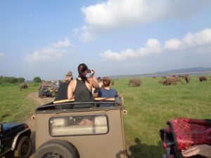Minneriya National Park jeep Safari