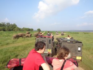Minneriya National Park jeep Safari (4)
