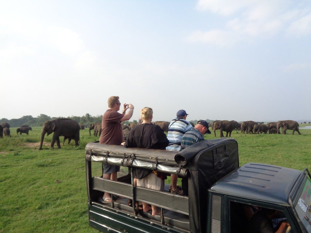 entrance fee to minneriya national park