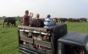 entrance fee to minneriya national park