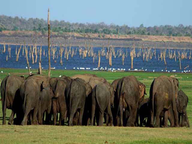 Elephant Gathering in Minneriya National Park