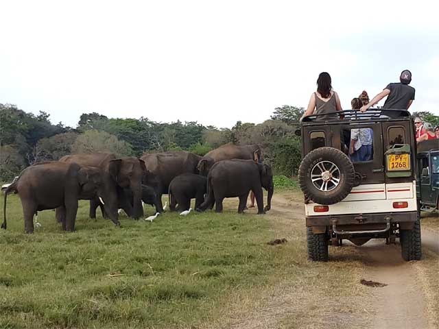jeep safari sri lanka